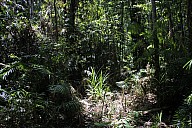 13-Kuranda-2785.jpg