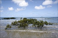 025-Mangrove-_MG_2177-79.jpg