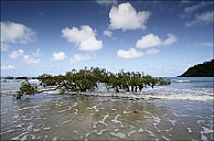 027-Mangrove-_MG_2192-94.jpg