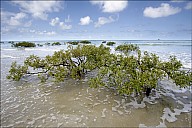 033-Mangrove-_MG_2204-06.jpg