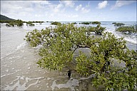 034-Mangrove-_MG_2207-09.jpg