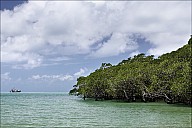 037-Mangrove-_MG_4333-35.jpg