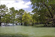 038-Mangrove-_MG_4316.jpg