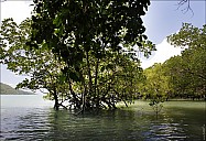 040-Mangrove-_MG_4319.jpg