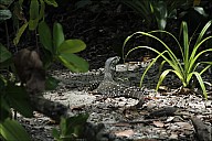 043-Mangrove-_MG_4387-abc.jpg