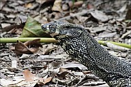 057-Mangrove-_MG_4457-abc.jpg: 950x634, 354k (2013-01-20, 01:34) 057-Mangrove-_MG_4457-abc.jpg: 950x634, 354k (2013-01-20, 01:34)