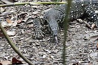 063-Mangrove-_MG_4486.jpg