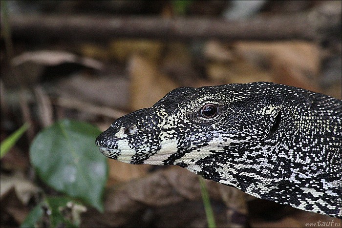 073-Mangrove-_MG_4552-abc.jpg: 950x634, 324k (2013-01-20, 01:34)