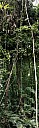 12-RainForest-_MG_4159-69-abc.jpg: 221x720, 158k (2013-01-07, 19:42)