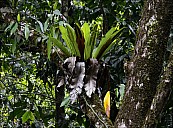 16-RainForest-_MG_4078.jpg