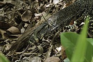 02-Varanus-4399-abc.jpg: 800x534, 247k (2013-02-03, 11:06)