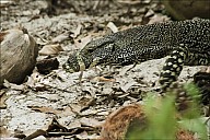 03-Varanus-4402.jpg