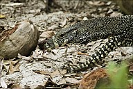 04-Varanus-4403.jpg