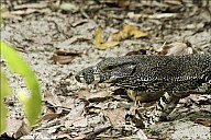 05-Varanus-4408.jpg