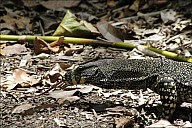 06-Varanus-4420.jpg