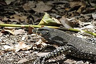 07-Varanus-4426.jpg