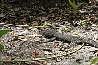 08-Varanus-4428.jpg