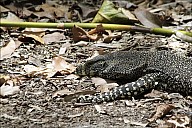 09-Varanus-4436.jpg