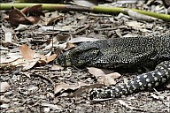 10-Varanus-4450.jpg