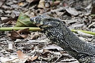 11-Varanus-4457-abc.jpg