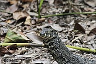 12-Varanus-4463.jpg