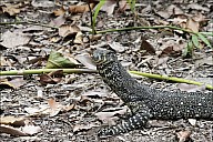 13-Varanus-4465.jpg