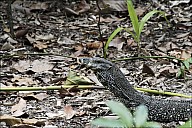 14-Varanus-4470.jpg