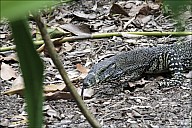 15-Varanus-4484.jpg