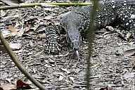 16-Varanus-4486-abc.jpg: 800x534, 291k (2013-02-03, 11:06)