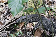 17-Varanus-4503.jpg