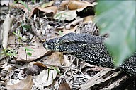 18-Varanus-4518.jpg