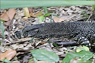 20-Varanus-4524.jpg