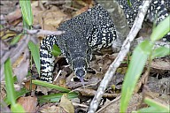 21-Varanus-4533-abc.jpg