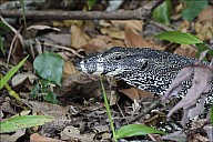 23-Varanus-4546.jpg