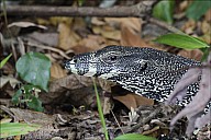 24-Varanus-4549.jpg