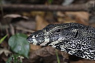 25-Varanus-4552-abc.jpg