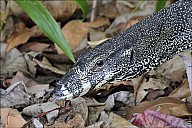 26-Varanus-4554.jpg