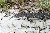 27-Varanus-4562.jpg