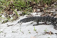 28-Varanus-4568.jpg