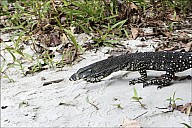 29-Varanus-4570.jpg