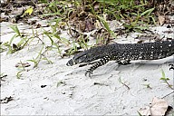 30-Varanus-4572-abc.jpg