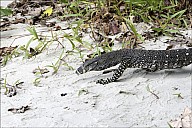 31-Varanus-4574.jpg