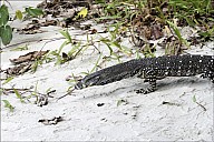 32-Varanus-4575-abc.jpg