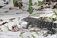 34-Varanus-4586.jpg