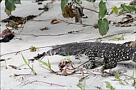 35-Varanus-4589.jpg