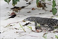 36-Varanus-4591.jpg