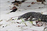 37-Varanus-4597.jpg