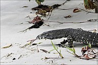 38-Varanus-4601.jpg