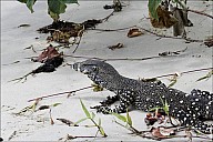 39-Varanus-4608.jpg