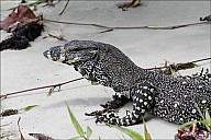 40-Varanus-4618.jpg